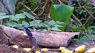 Male Red-legged Honeycreeper And Other Vivid Visitors On The Panama Fruit Feeder - March 16, 2020