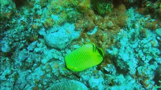 The lattice butterflyfish, Fiji