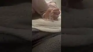 Baby bearded dragon dancing #beardeddragon #babybeardeddragon #dancing #reptile