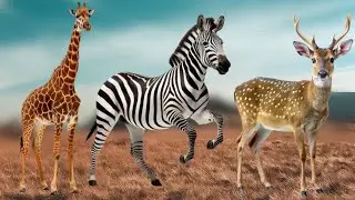 Beautiful Farm Animals: Pig, Cat, Duck, Cow, Dog, Horse, Chicken, Sheep, Rabbit - Animal Moments..