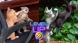 Funny video | UFC Kitten show 👊🤣