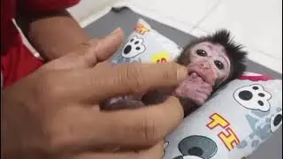 Даю кашу Seba Baby в первый раз