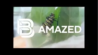 Backyard Butterflies with Casey