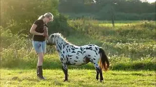 My Pony Dotty