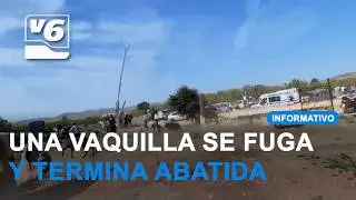 Young bull put down after escaping at Tobarra festival