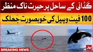 Whale Fish Seen At Gadani Beach  |  Beautiful Scenery Of 100 Feet Long  Whales | Breaking News