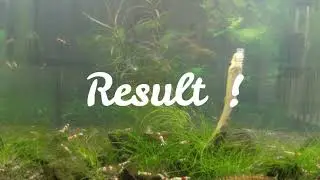 Seachem Purigen - Removes Cloudy water fast