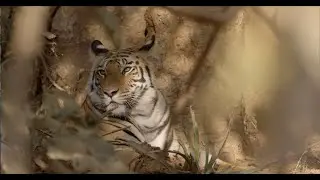 WORLD TIGER DAY/ Counting Tigers - OFFICIAL Trailer