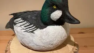 Common Goldeneye Drake Duck.