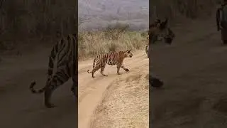Panna tiger reserve 🐯 female tigress 🐯 p141🐯 morning Safari 🐯 and 🐾 Panna 🐾