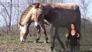 Hufrehe bei Wildpferden - Przewalski Teil II