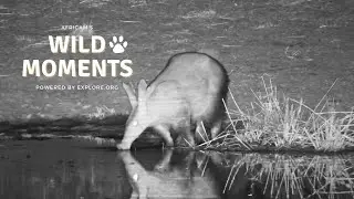 Aardvarks, Bats & Jackals | Wild Moments
