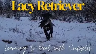 Lacy Retriever Learning to Deal with Cripples