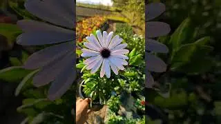 African Daisy