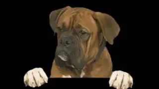 dog overlay