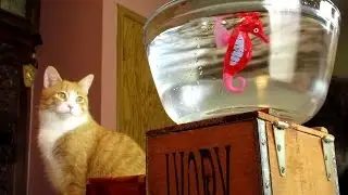 Cats Fish for a Seahorse and Dory - Aquabot and Robofish