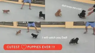 cute indian puppies playing | Jackie & Jimmy Playing With Their Human Dad 🐕 ❤️&zwj;🔥