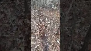 Big Doe down. Just some deer management. #shorts #hunting #deerhunting #wildlife
