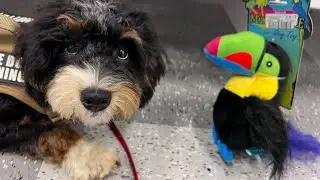 In-Vest Means No Petting?!