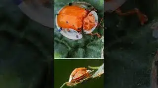 🐞Spotted Tortoise Beetle: Nature&rsquo;s Tiny Gem🌿