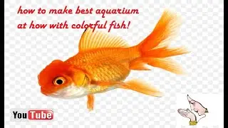 How to make best aquarium at home with colorful fish