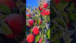 🍎 Snow-Covered Apples | Winter Beauty #fruitlovers #fruit
