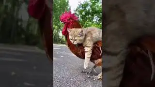 Cock-a-Doodle-Cat: An Unforgettable Friendship #cat #unlikelyfriends #heartwarming #viralshorts