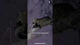 This is Why Honey Badgers Are Unkillable