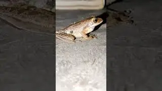 Indian Frog 🐸#discovery #wildlife #frogs #frog #trendingshorts #subscribe
