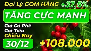 Giá cà phê chiều nay TĂNG MẠNH MẼ -  Giá cà phê nội địa được GOM HÀNG đẩy giá lên!