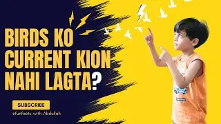 Why Birds Don't Get Electric Shock Easily | Birds ko Current kion nahi lagta?