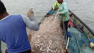 Odisha Sea Fishing Video And Fisherman Fish Catching