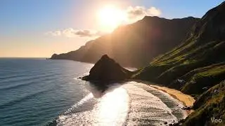 ocean bird sounds