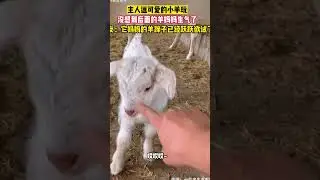 The mother sheep is angry! ! !