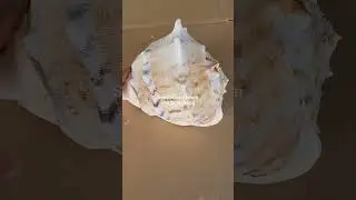 Cassis cornuta shell