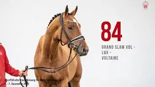 Westf&auml;lische Hauptk&ouml;rung 2022 Reitpferde: Kat.Nr. 84  Grand Slam VDL - Lux  -  Voltaire