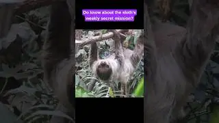 Once a Week, A Sloth's Secret Mission! #wildlife #animals #facts #biology #nature #science
