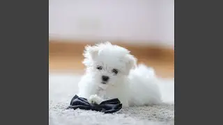 Serene Soundtracks for Doggy Joy