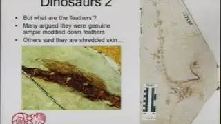 Professor Mike Benton   The colours of fossil birds and dinosaurs