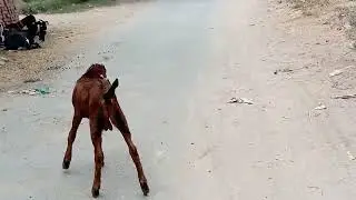 nagri pehlan path with his male kid
