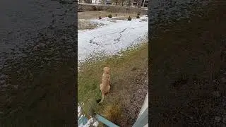 #canada #goldenretreivers #dogbreed #dogs #puppy #goldenretreiver #dogdog #labrador #dogtype #cute