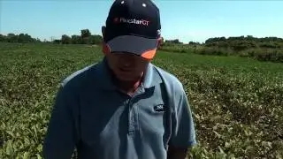 How to Scout Fields for Spider Mites