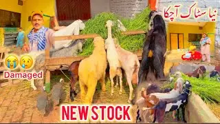 Goat Farming Secrets 🐐 | Heat Energy Balls & Digestive Powder Parcels Sent Out 