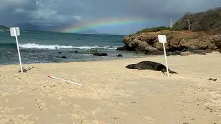 Kayaking to the Mokes | Kailua, Oahu | 1/1/26