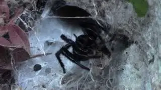 Ara&ntilde;a negra de los Alcornocales o (Macrothele calpeiana)