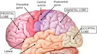 Indian Nurses Connect is live -  Brain, ventricles and lobes #brain