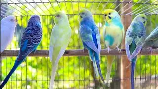 NEW The BEST PARAKEETS SOUNDS 12 Hours for your birds to listen to with MUSIC