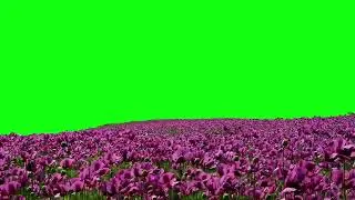 BEAUTIFUL FLOWERS GARDEN | GREEN SCREEN | 3D | VFX | ANIMATION | 4K | HD | THE BEST REEL