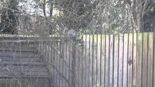 WCS Tube Trap - www.greysquirrelcontrol.co.uk