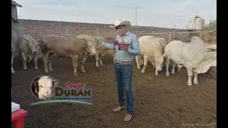 Cuál es el mejor implante para la engorda? / GÁNATE LA TEXANA ACEPTA EL RETO